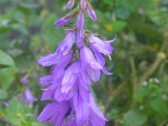Campanula rapunculoides