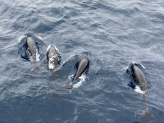 Lissodelphis borealis