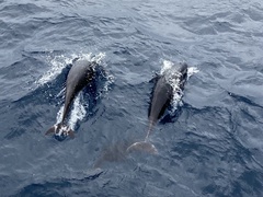 Lissodelphis borealis