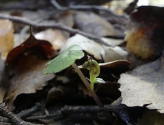 Corybas trilobus aggregate