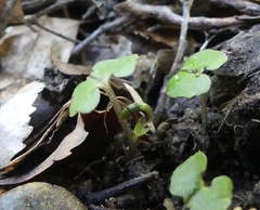 Corybas trilobus aggregate