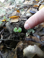 Corybas trilobus aggregate