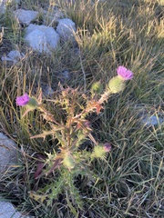 Cirsium vulgare