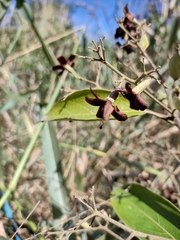 Cordia trichotoma