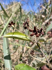 Cordia trichotoma