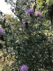 Cirsium altissimum