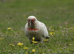 Cacatua tenuirostris
