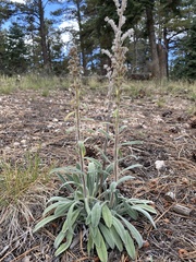 Phacelia heterophylla