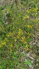 Acacia brownii