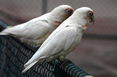 Cacatua tenuirostris