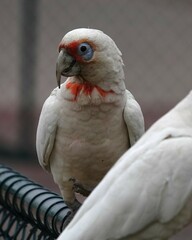 Cacatua tenuirostris