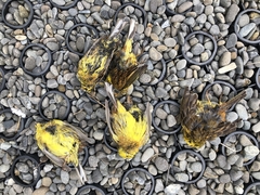 Emberiza citrinella caliginosa