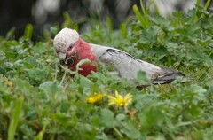 Eolophus roseicapilla albiceps