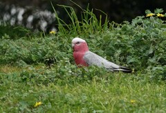 Eolophus roseicapilla albiceps