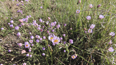 Erigeron divergens