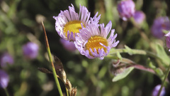 Erigeron divergens