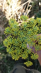 Foeniculum vulgare