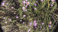 Erigeron divergens