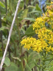 Sphaerophoria contigua