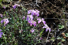 Dianthus repens