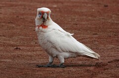 Cacatua tenuirostris