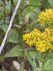 Sphaerophoria contigua