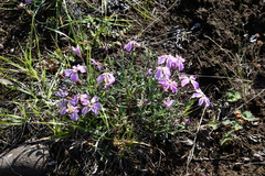 Dianthus repens