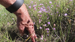 Erigeron divergens