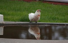Cacatua tenuirostris