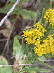 Sphaerophoria contigua