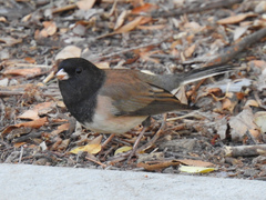 Junco hyemalis thurberi