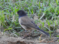 Junco hyemalis thurberi