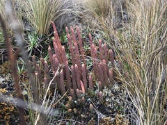 Lycopodiaceae