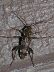 Xylotrechus colonus