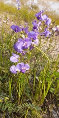 Swainsona procumbens