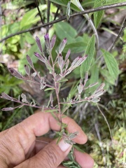 Stevia viscida