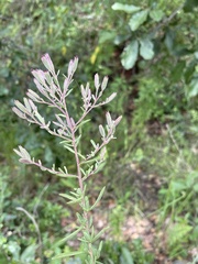 Stevia viscida