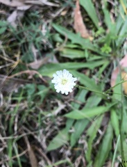 Hypochaeris albiflora