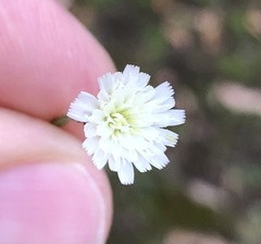 Hypochaeris albiflora