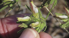 Cordylanthus rigidus setigerus