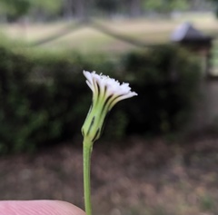 Hypochaeris albiflora