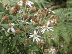 Olearia
