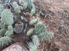 Opuntia polyacantha