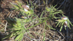 Cordylanthus rigidus setigerus