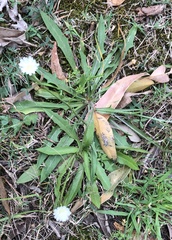 Hypochaeris albiflora