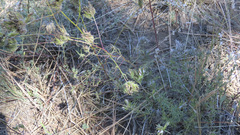 Cordylanthus rigidus setigerus