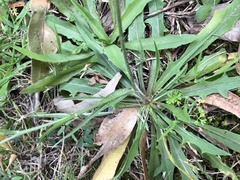 Hypochaeris albiflora