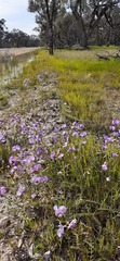 Swainsona procumbens