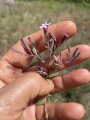 Stevia viscida