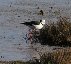 Himantopus leucocephalus